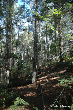 Non-native pine plantation